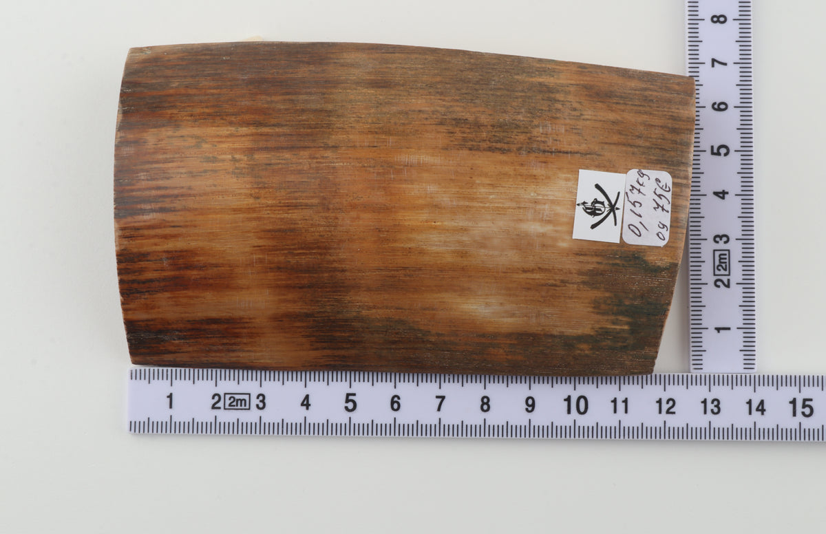 Caramel-brown mammoth bark