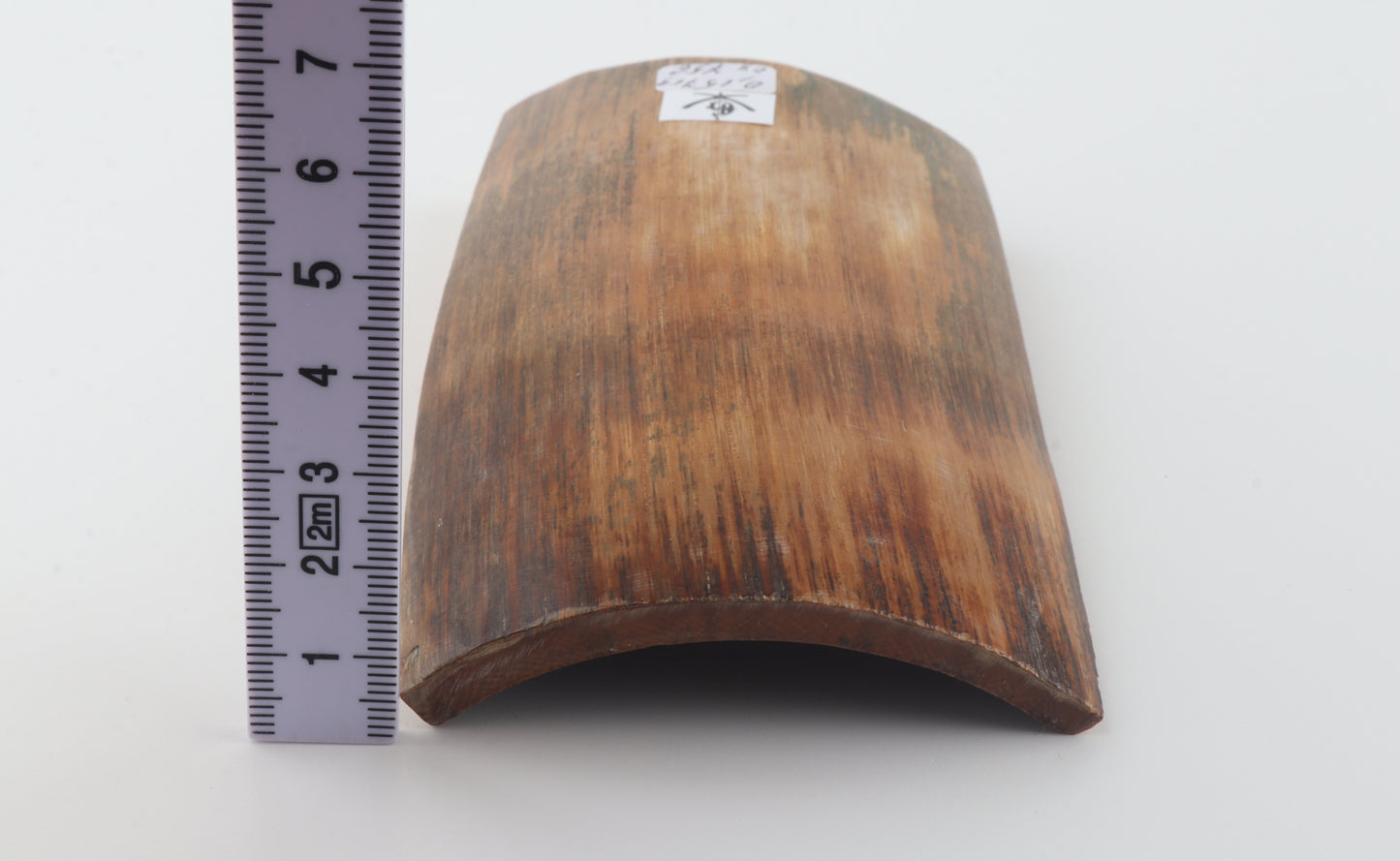 Caramel-brown mammoth bark