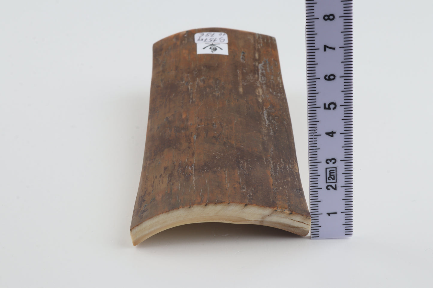 Mustard mammoth bark