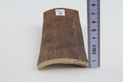 Mustard mammoth bark