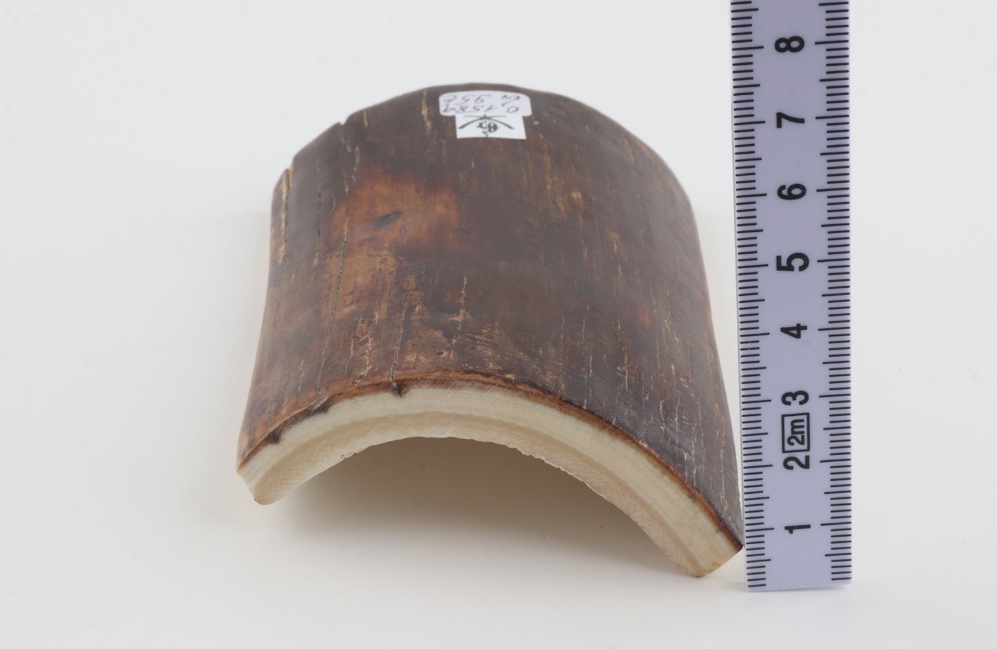 Brown-caramel mammoth bark