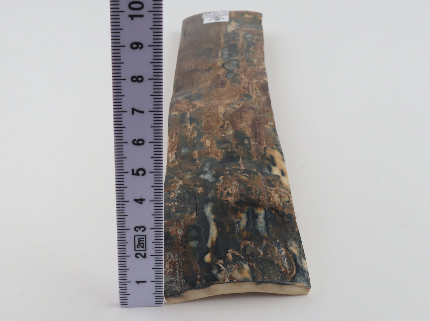 Brown-blue mammoth bark