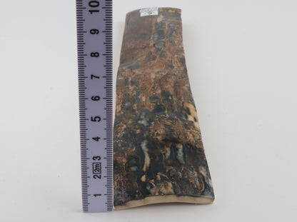 Brown-blue mammoth bark