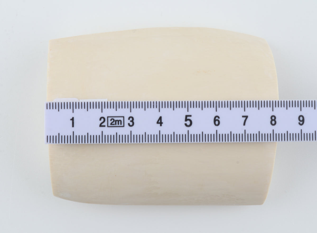 White mammoth ivory segment