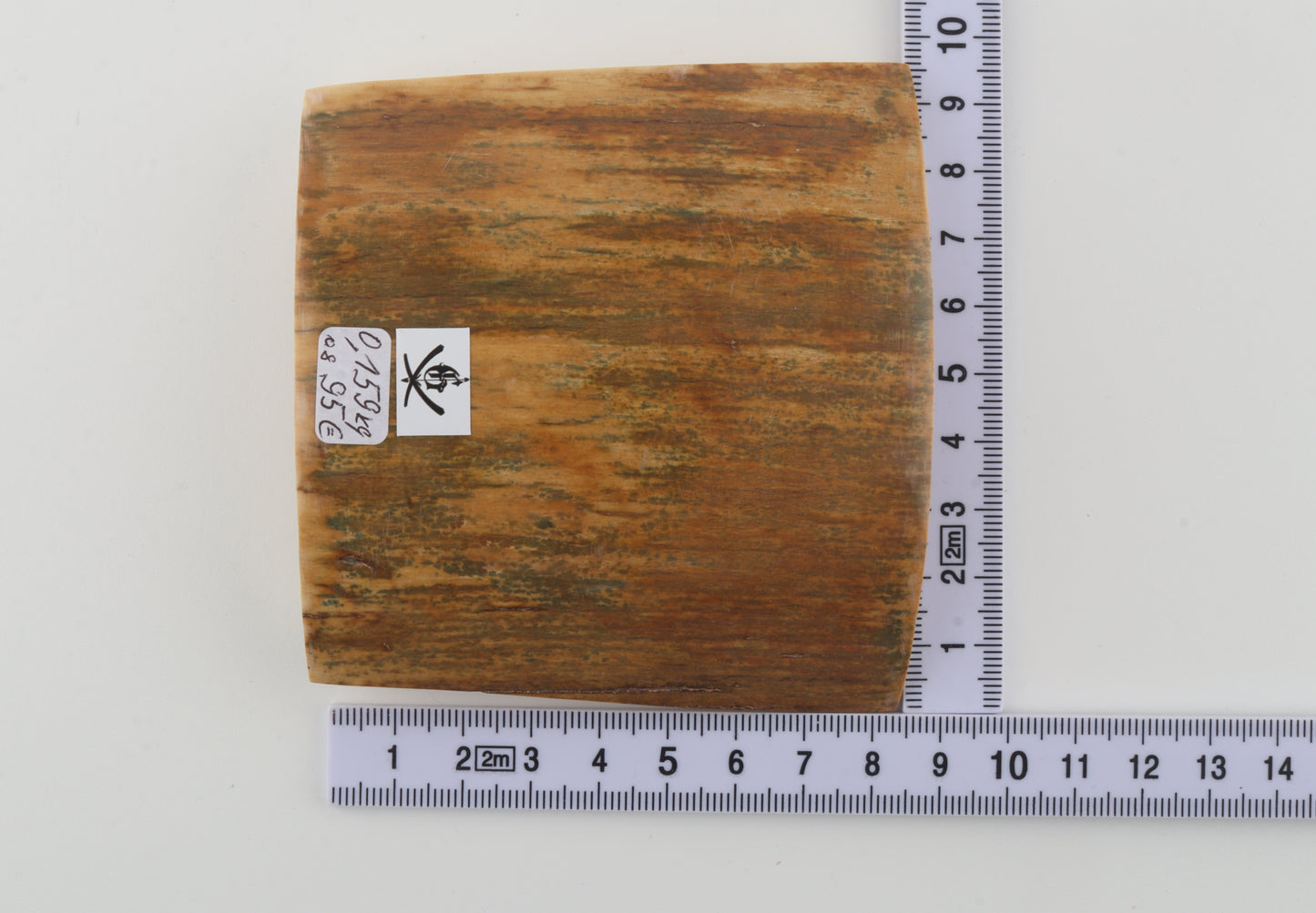 Mustard-green mammoth bark
