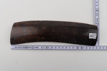 Brown mammoth bark