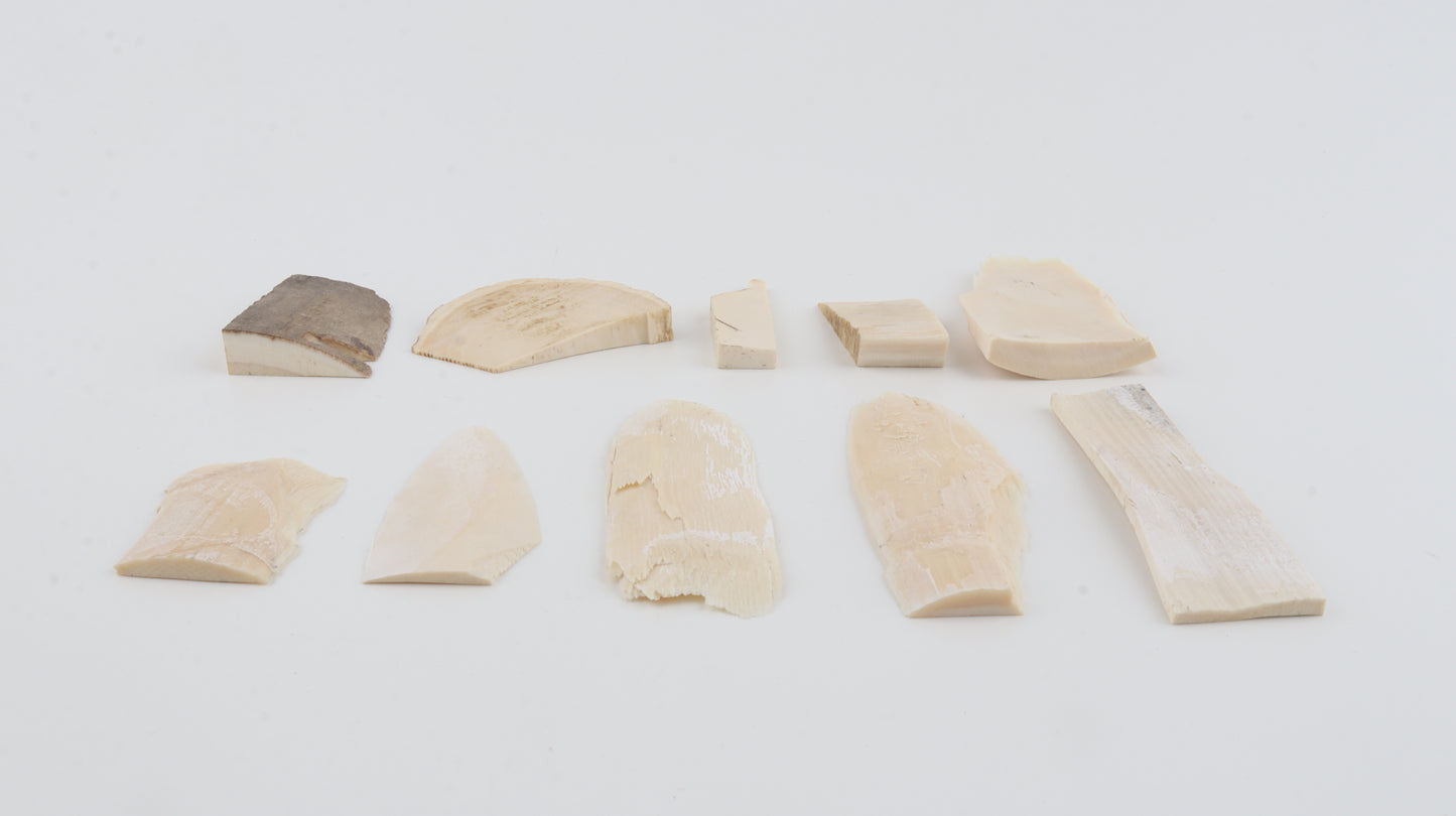 Raw mammoth ivory pieces