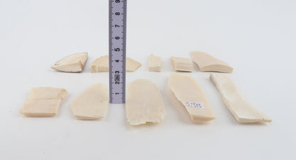 Raw mammoth ivory pieces