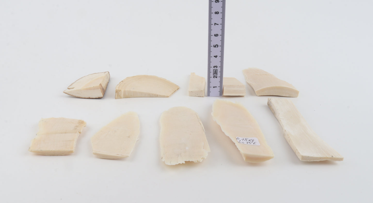 Raw mammoth ivory pieces