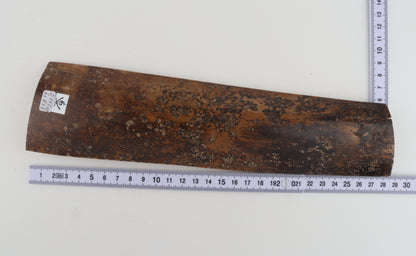 Brown mammoth bark