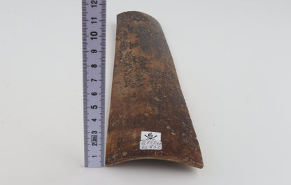 Brown mammoth bark