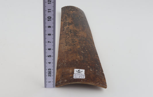 Brown mammoth bark