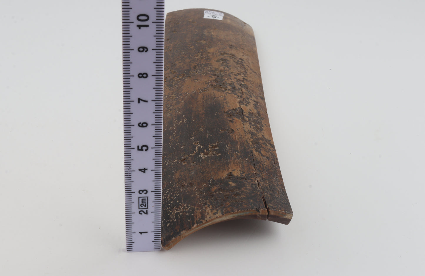Brown mammoth bark