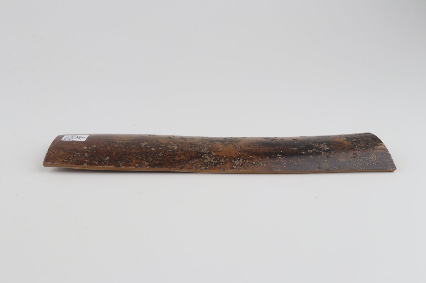 Brown mammoth bark