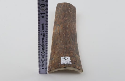 Brown mammoth bark