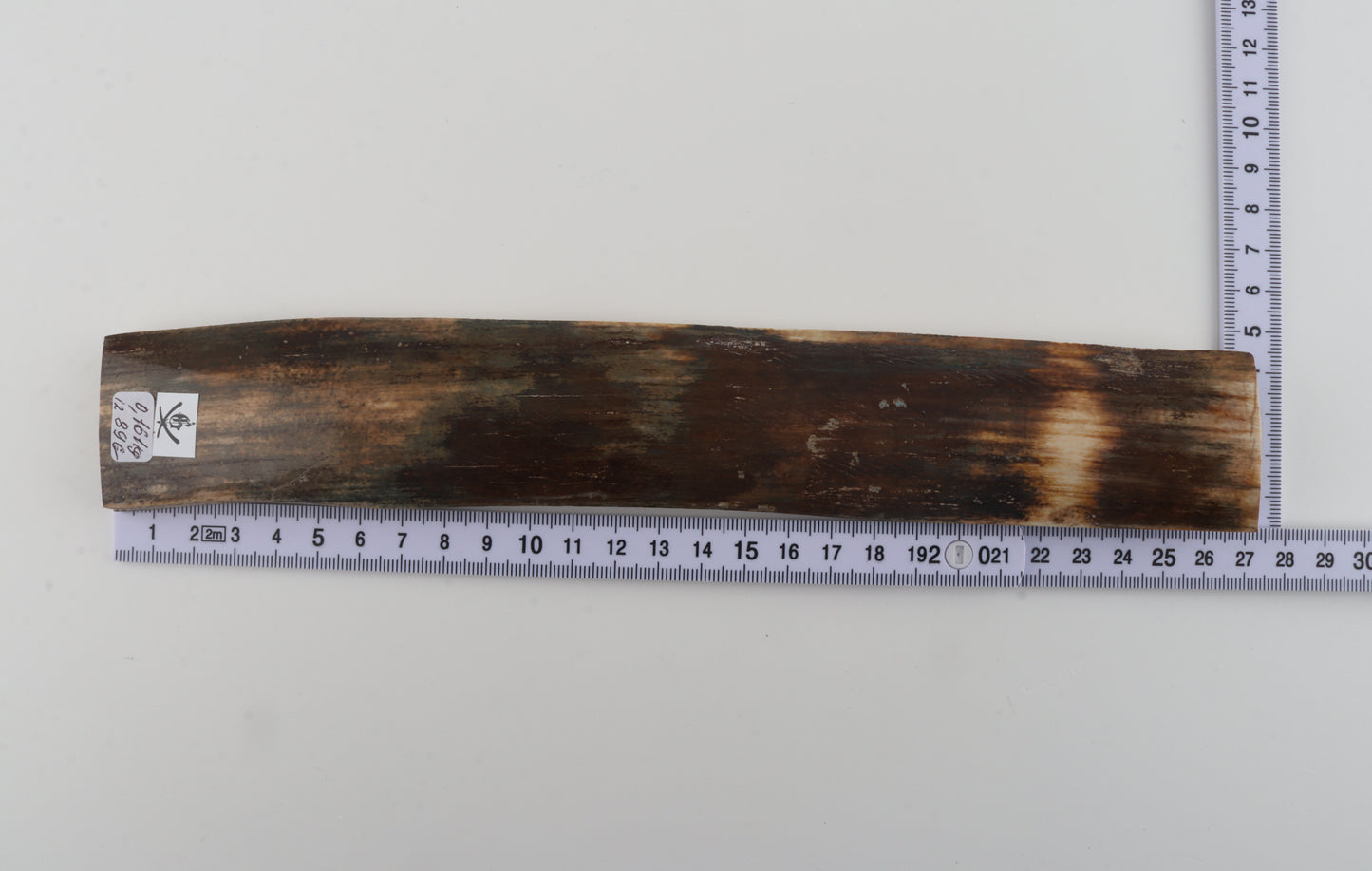 Green-brown mammoth bark