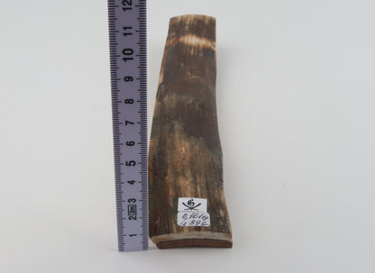 Green-brown mammoth bark