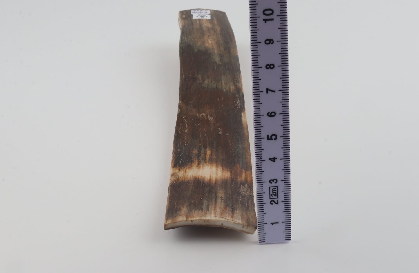 Green-brown mammoth bark