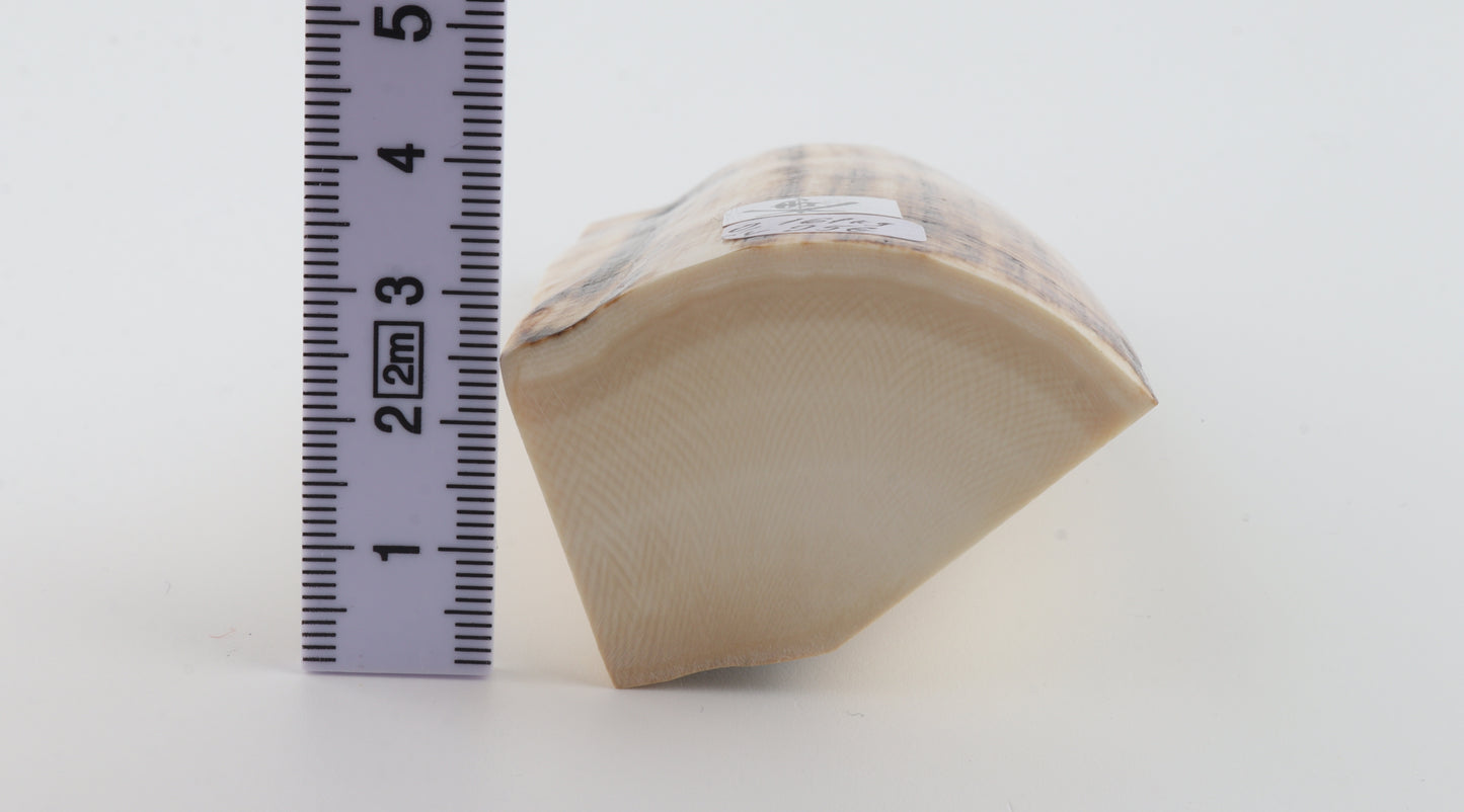 Natural mammoth ivory piece