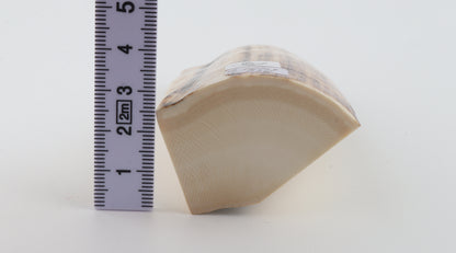 Natural mammoth ivory piece