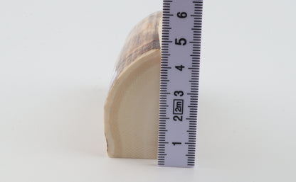 Natural mammoth ivory piece