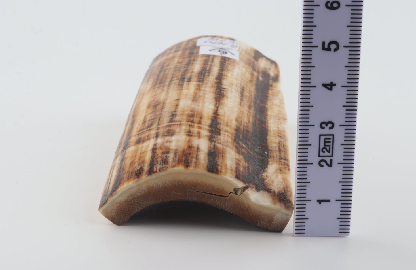 Natural mammoth ivory piece