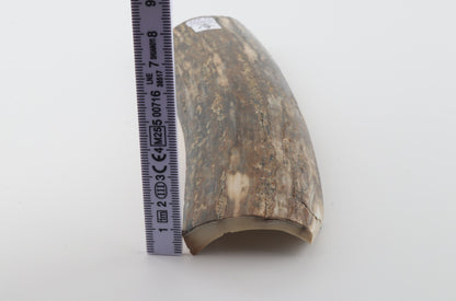 Green mammoth bark
