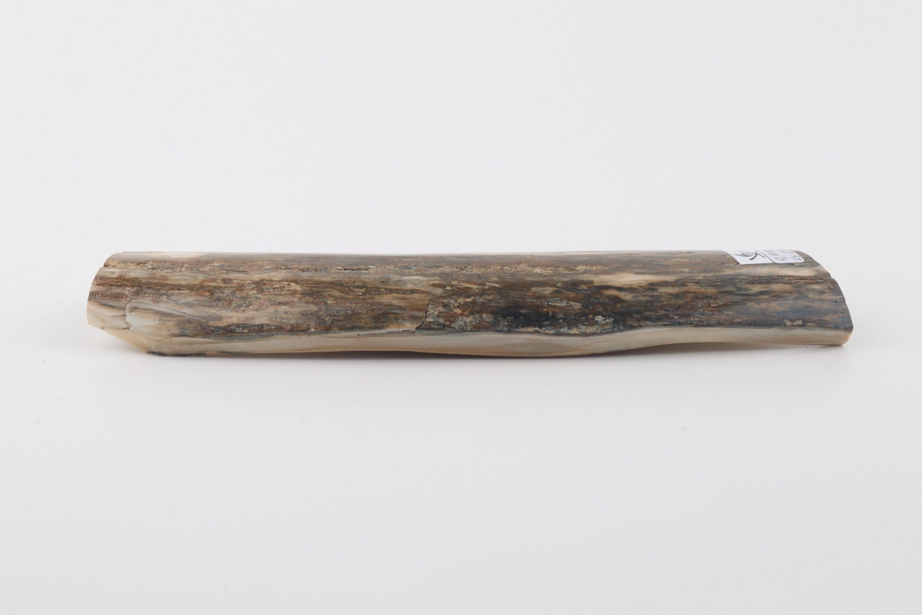 Green mammoth bark