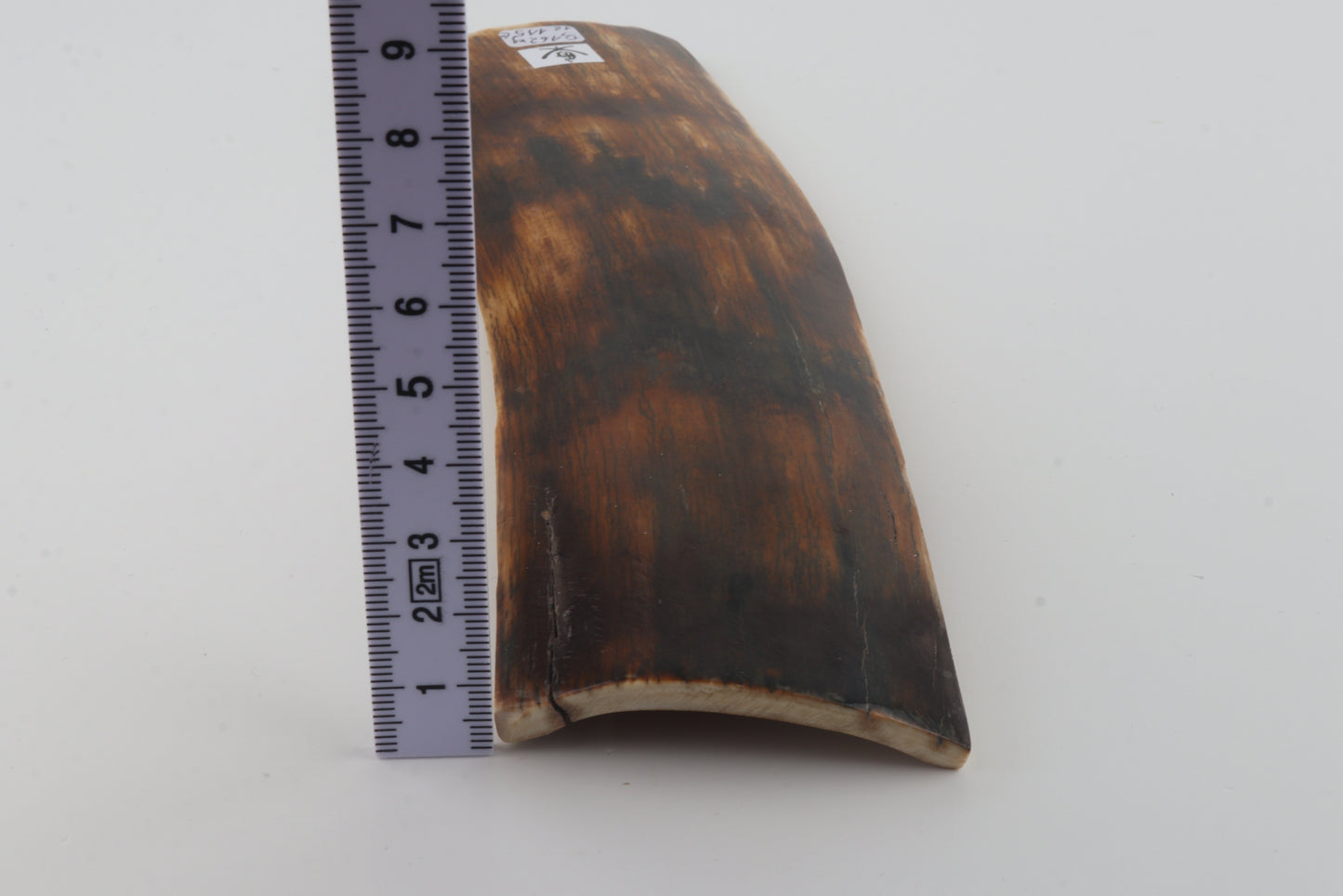 Brown-orange mammoth bark