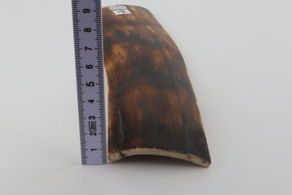 Brown-orange mammoth bark