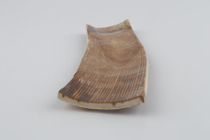 Brown-orange mammoth bark