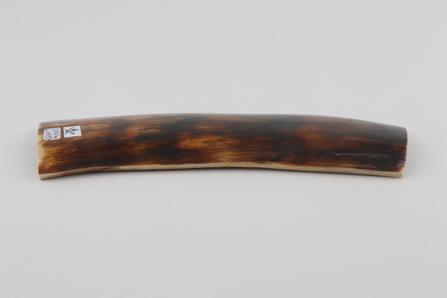 Brown-orange mammoth bark