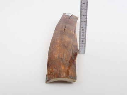 Caramel-brown mammoth bark