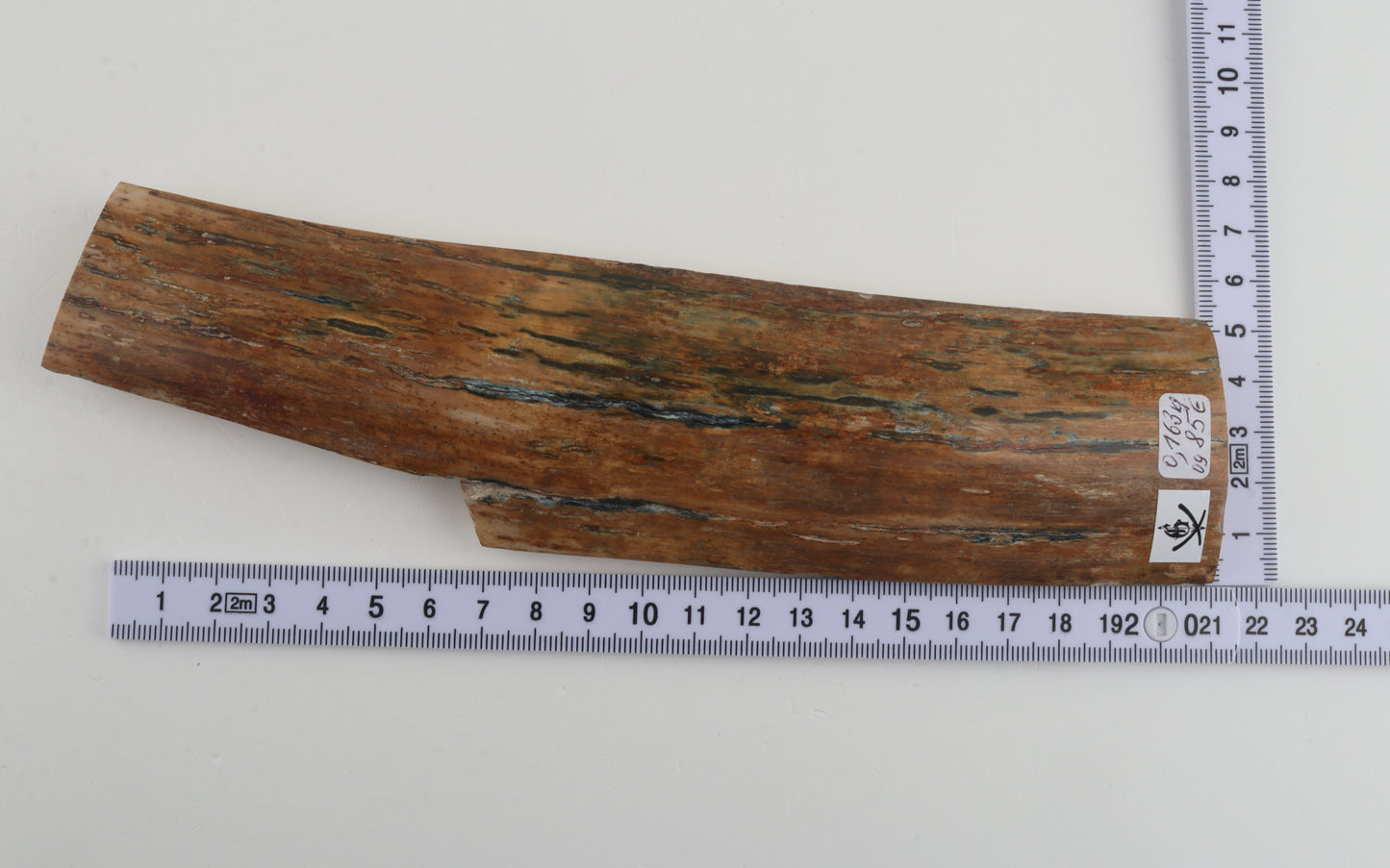 Multicoloured mammoth bark