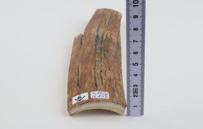 Multicoloured mammoth bark