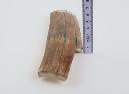 Multicoloured mammoth bark