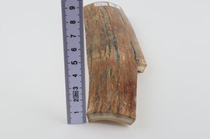 Multicoloured mammoth bark