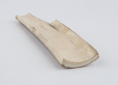 Multicoloured mammoth bark