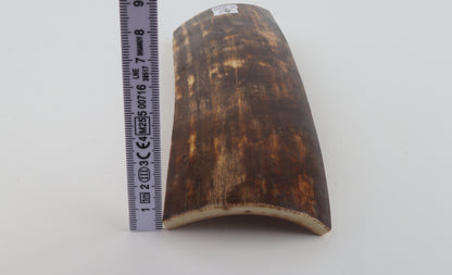 Brown mammoth bark