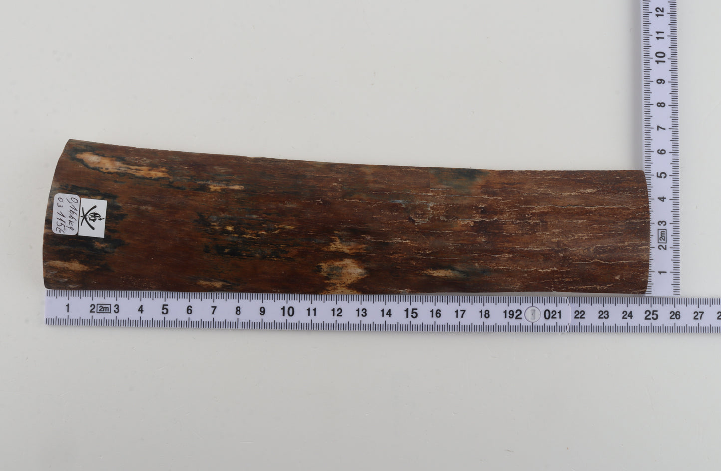Brown-blue mammoth bark