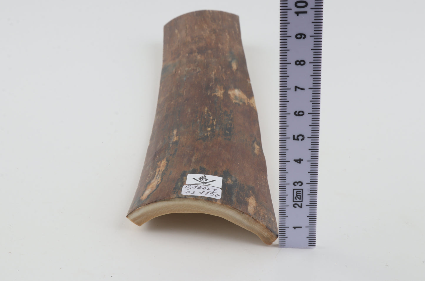 Brown-blue mammoth bark