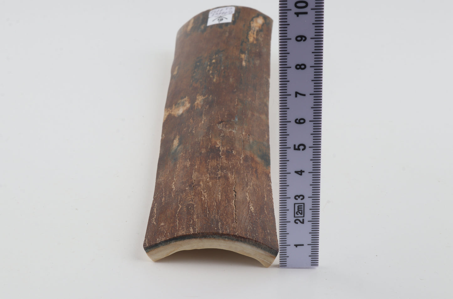 Brown-blue mammoth bark
