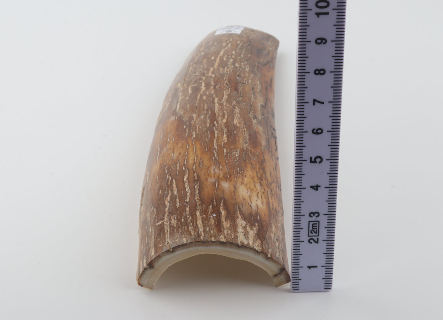 Caramel-brown mammoth bark