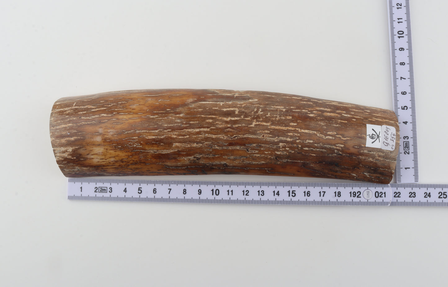 Caramel-brown mammoth bark