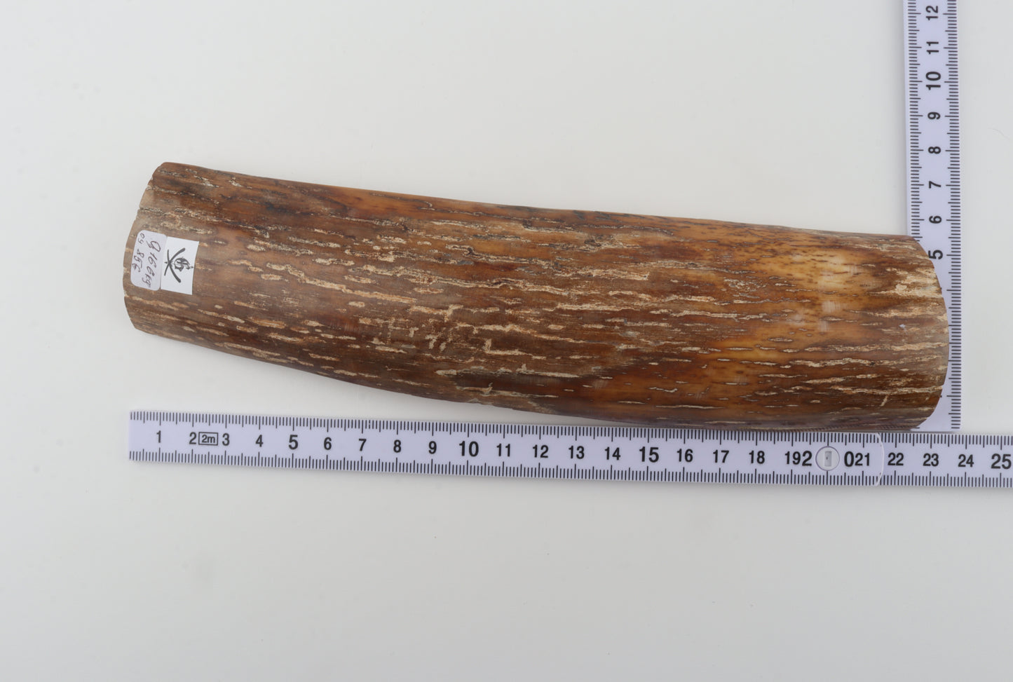 Caramel-brown mammoth bark
