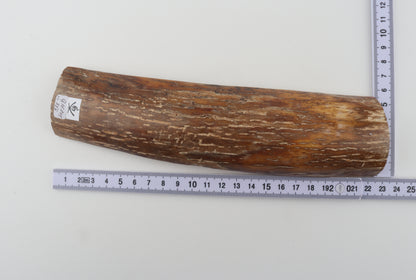Caramel-brown mammoth bark