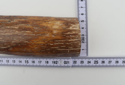 Caramel-brown mammoth bark