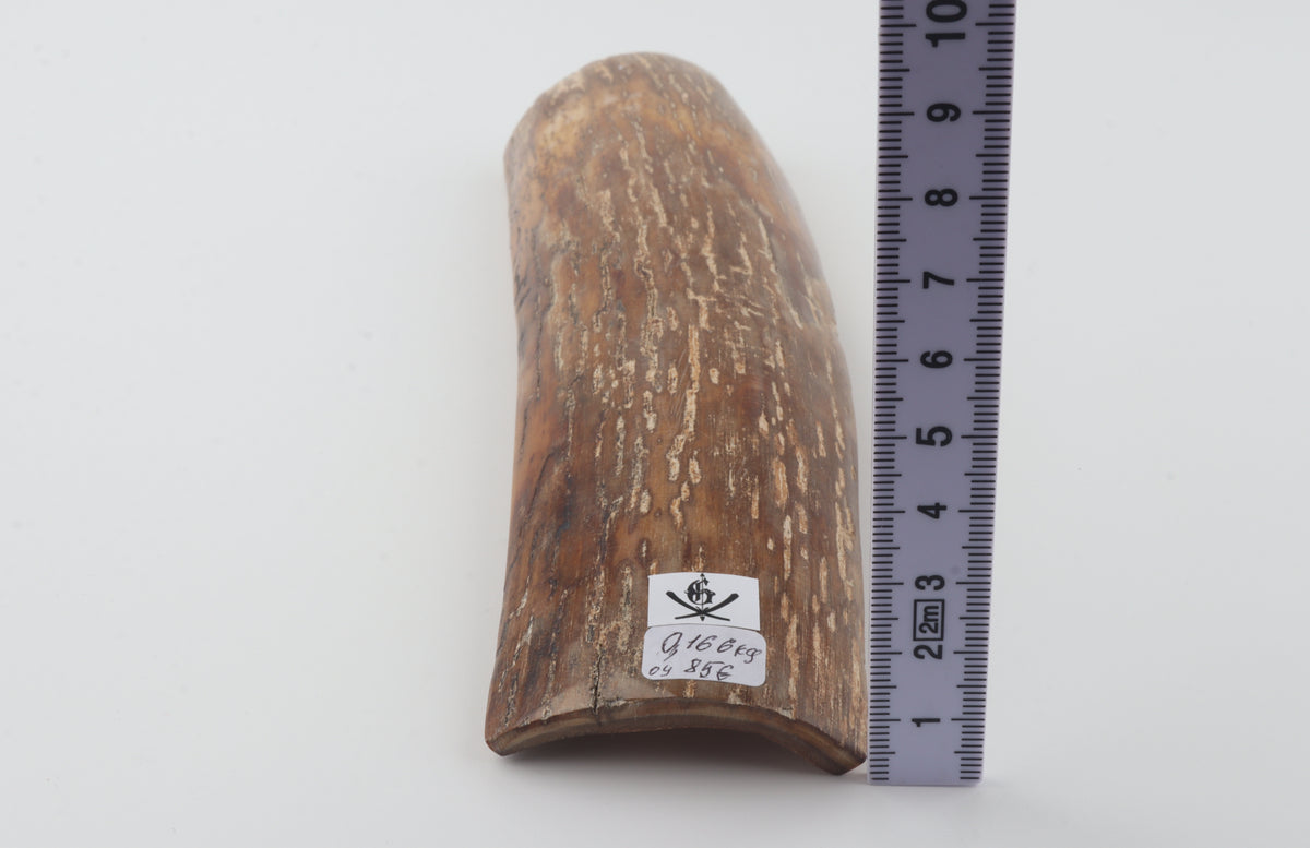 Caramel-brown mammoth bark