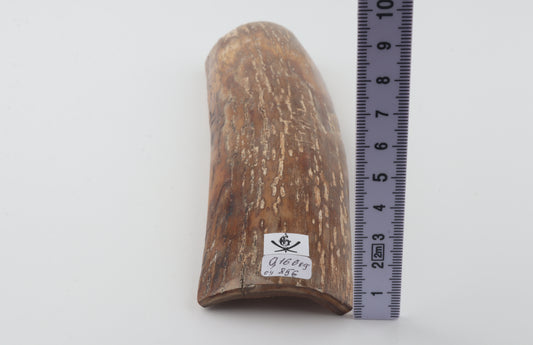 Caramel-brown mammoth bark