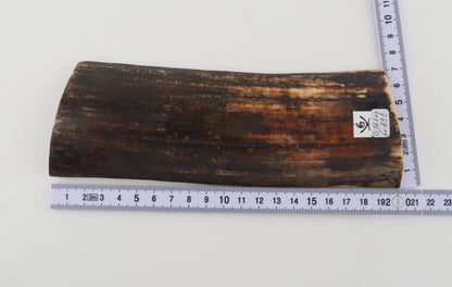 Brown mammoth bark